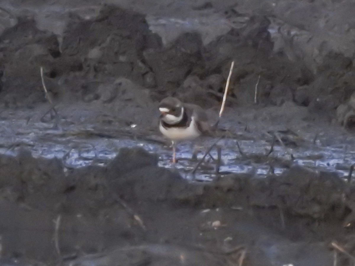 Semipalmated Plover - ML234795581