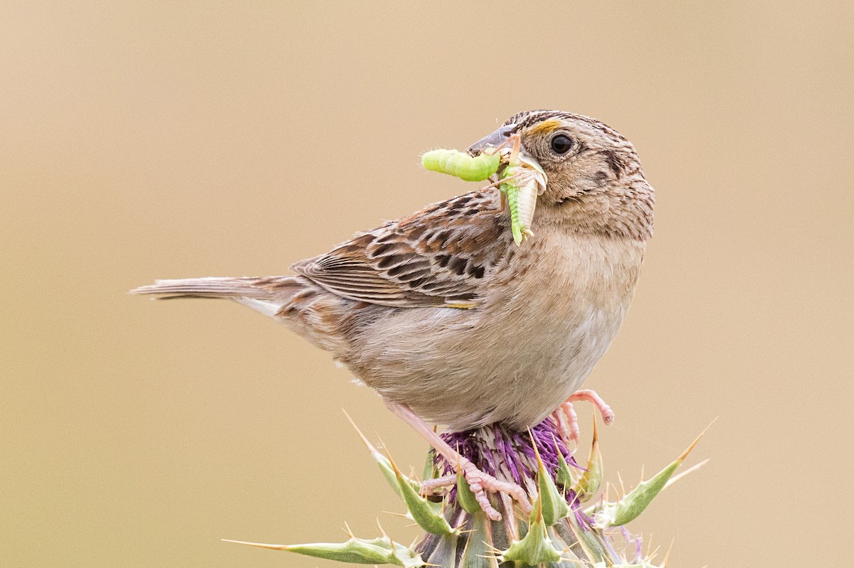 Grasshopper Sparrow - ML234800371