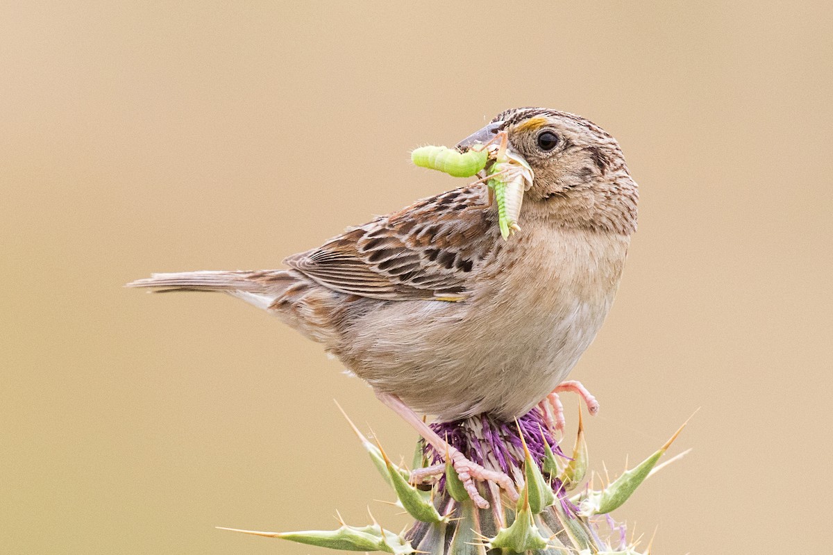 Grasshopper Sparrow - Garrett Lau