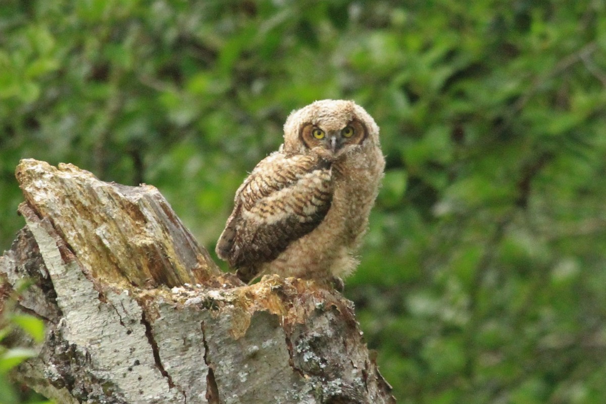 Great Horned Owl - ML234800631
