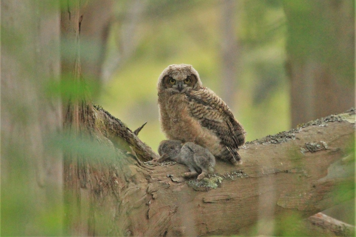 Great Horned Owl - ML234800691