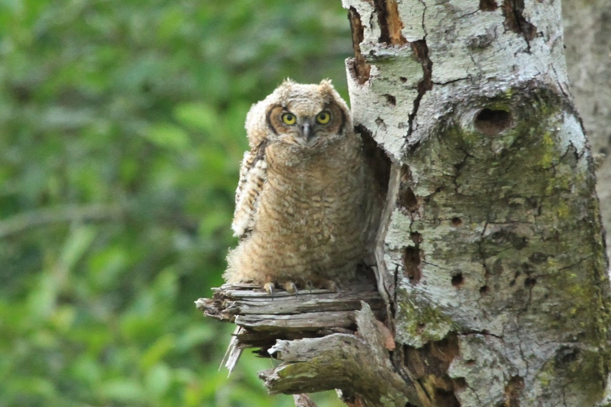 Great Horned Owl - ML234800751