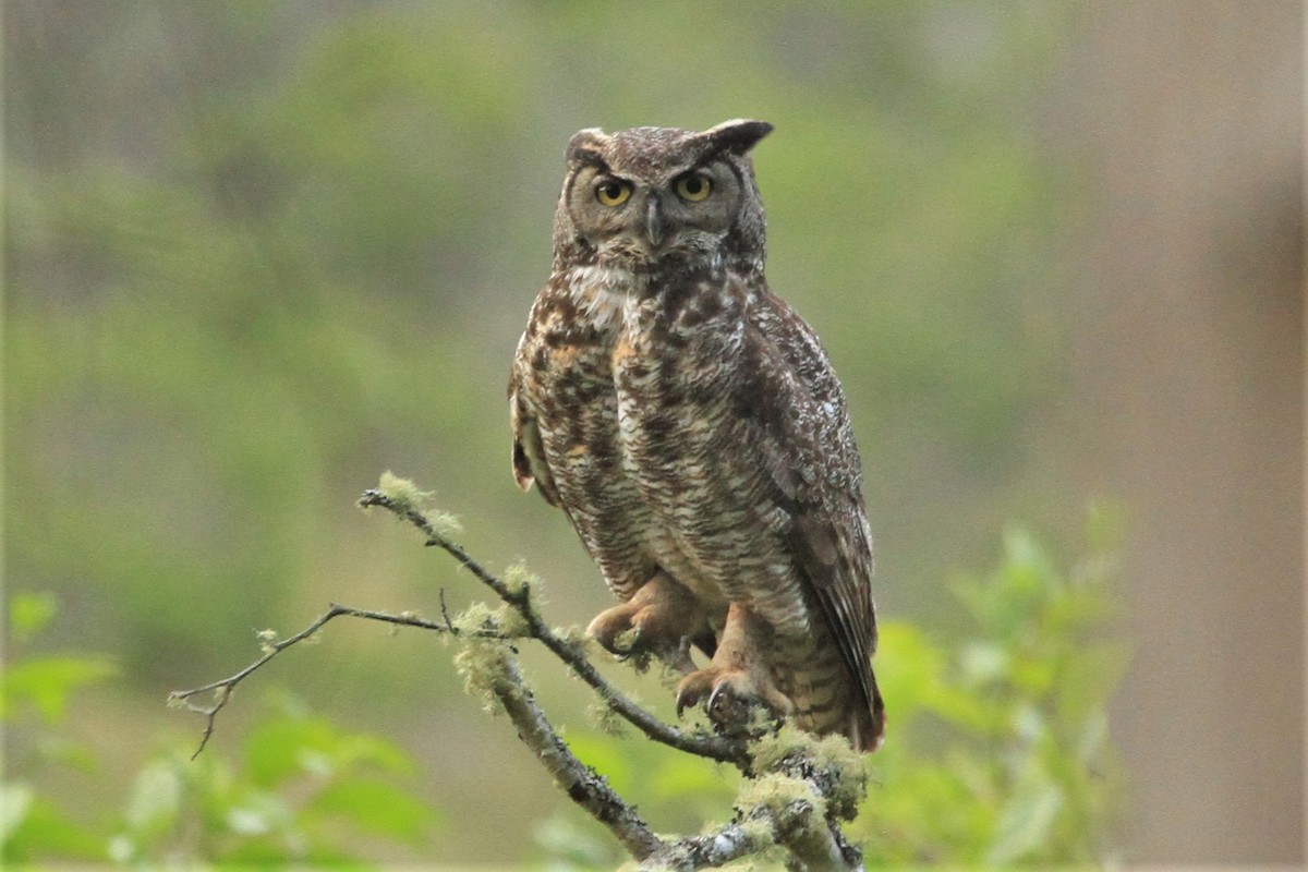 Great Horned Owl - ML234800761