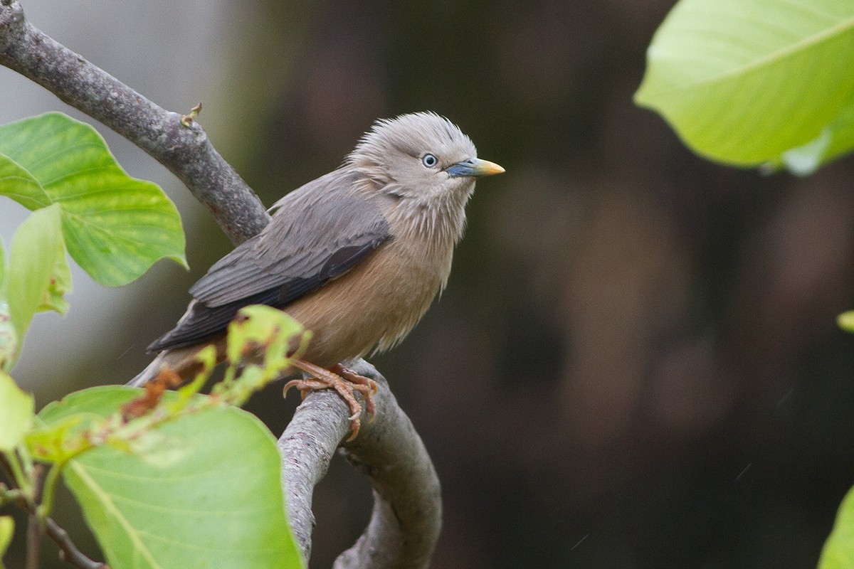Chestnut-tailed Starling - ML234803681