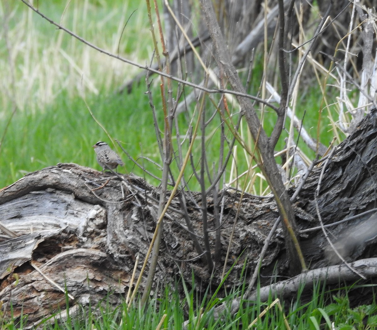 White-crowned Sparrow - ML234804721