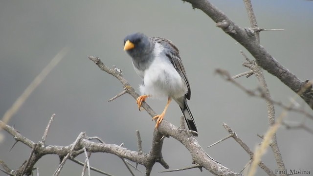 Band-tailed Sierra Finch - ML234805081