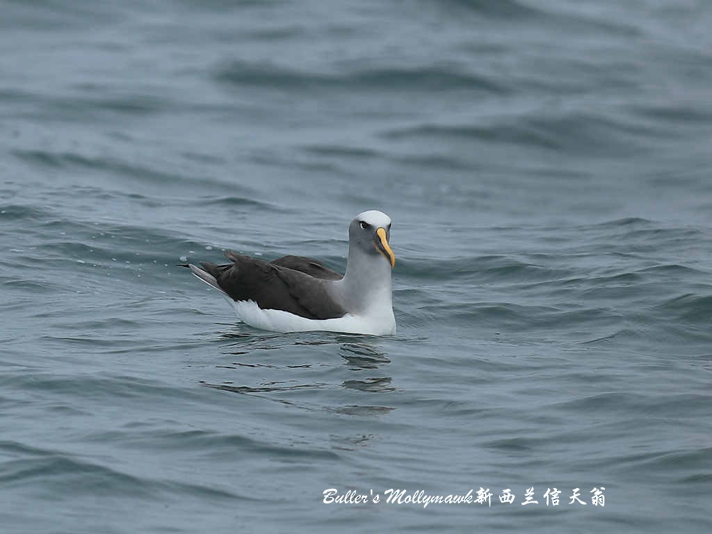 Buller's Albatross - Qiang Zeng