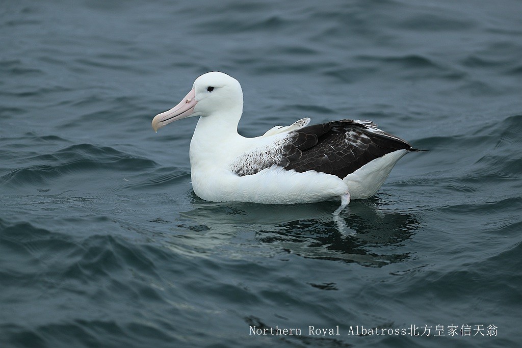 Northern Royal Albatross - Qiang Zeng