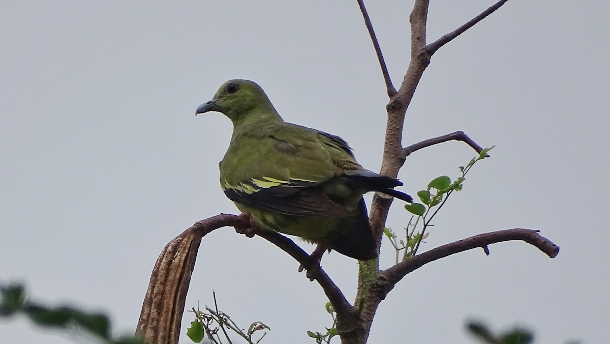 Pink-necked Green-Pigeon - ML234807491