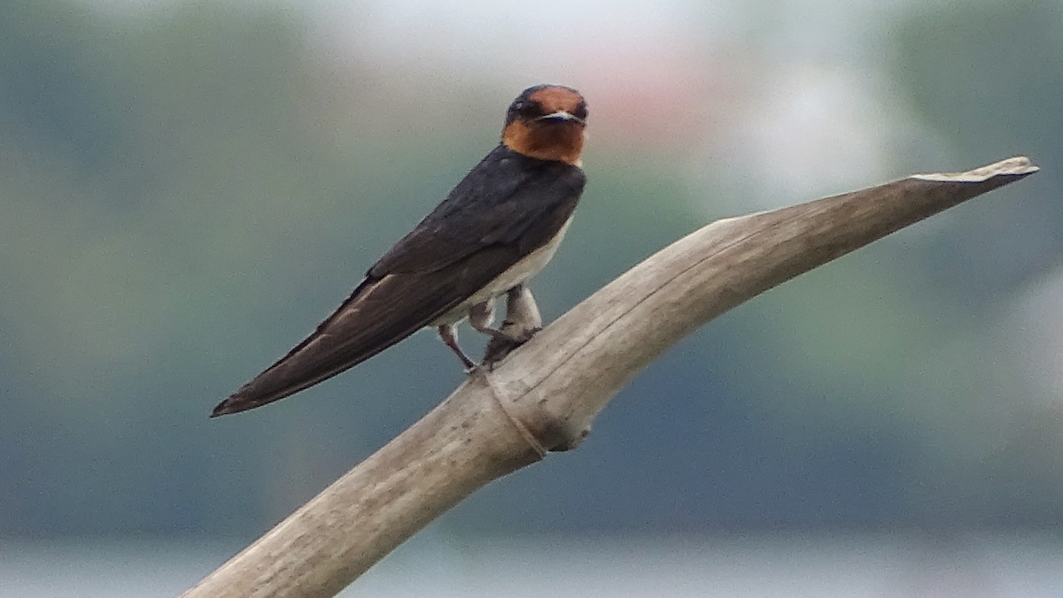 Pacific Swallow - ML234807821
