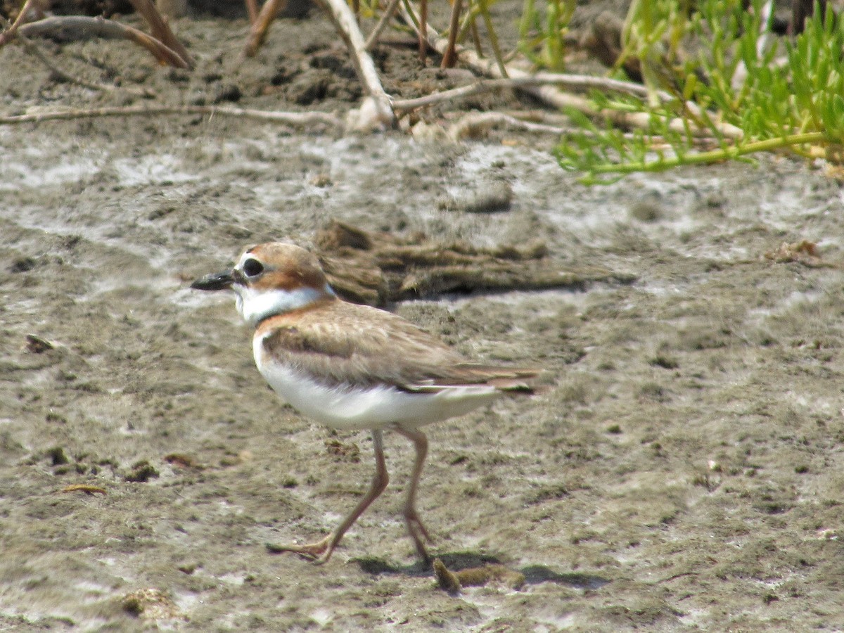 Collared Plover - ML234808111