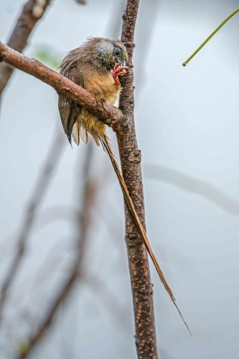 Speckled Mousebird - ML234811931