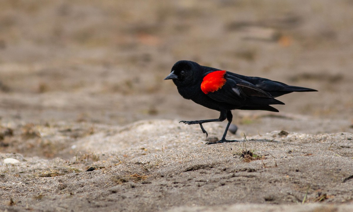 Red-winged Blackbird (California Bicolored) - ML234812731