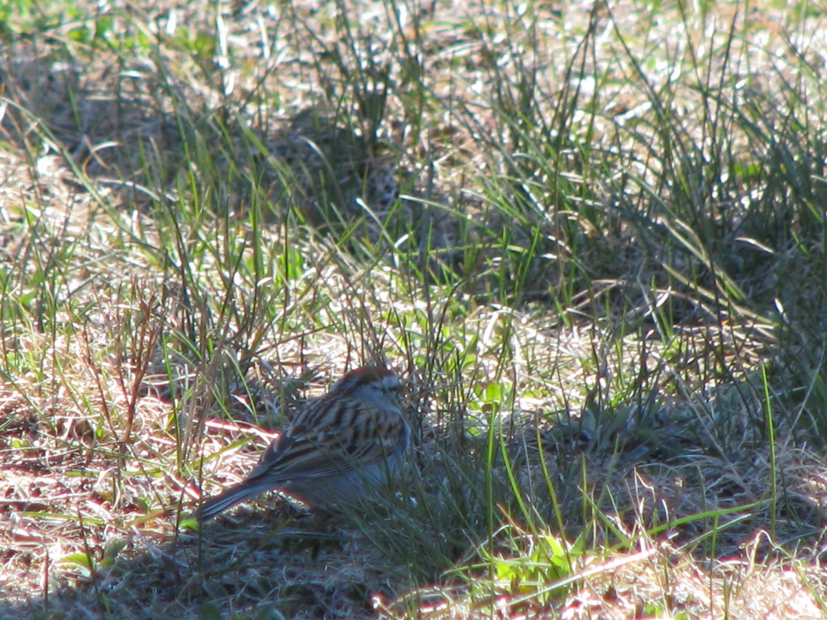Chipping Sparrow - ML234814401