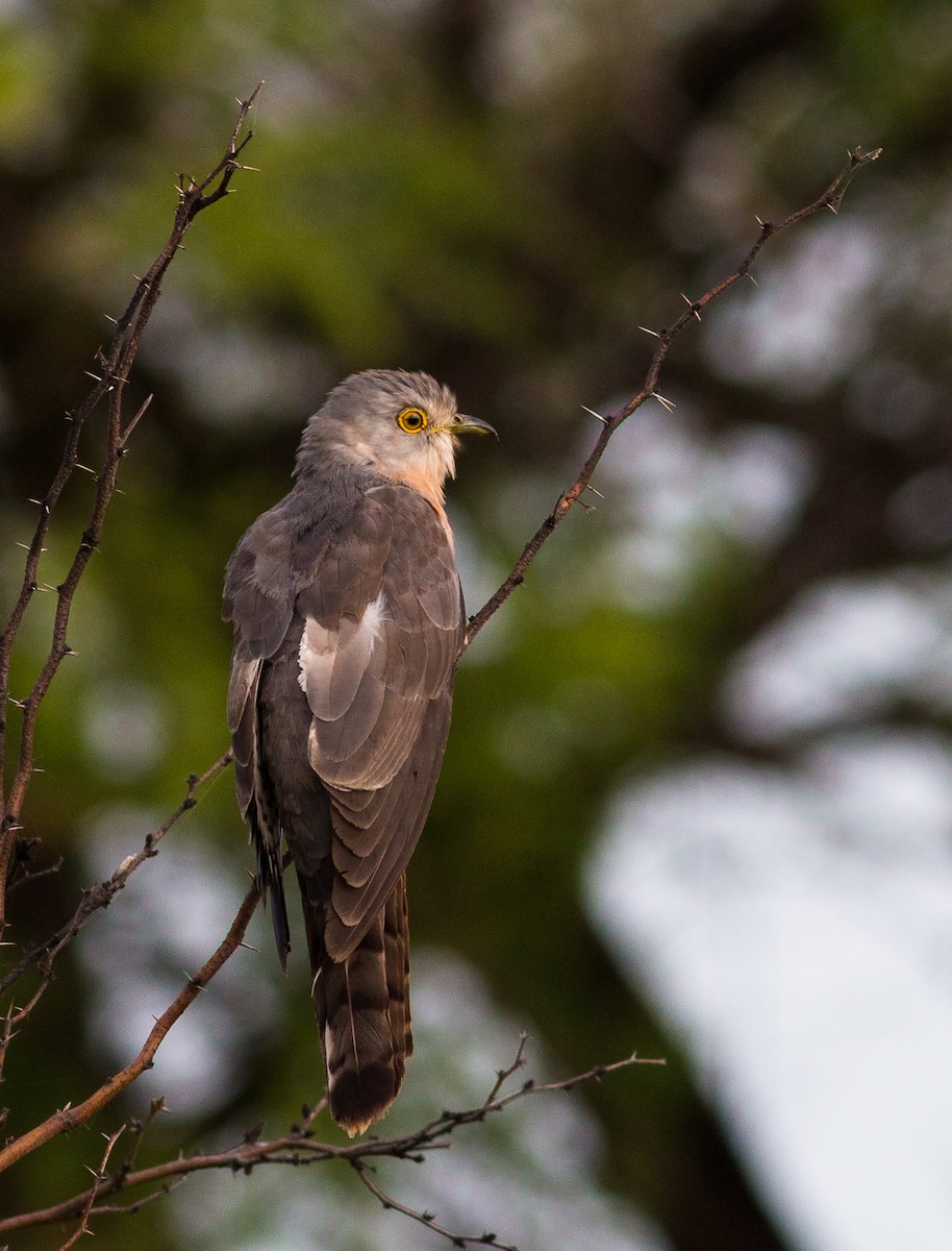 Common Hawk-Cuckoo - Ameya Mundle