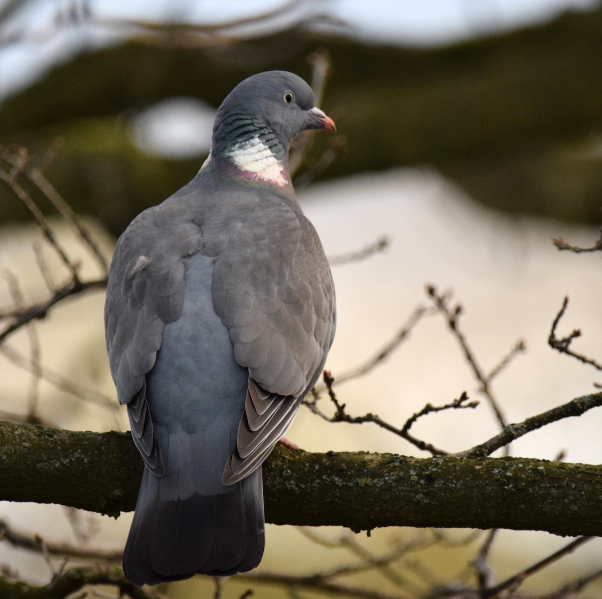 Common Wood-Pigeon (White-necked) - A Emmerson