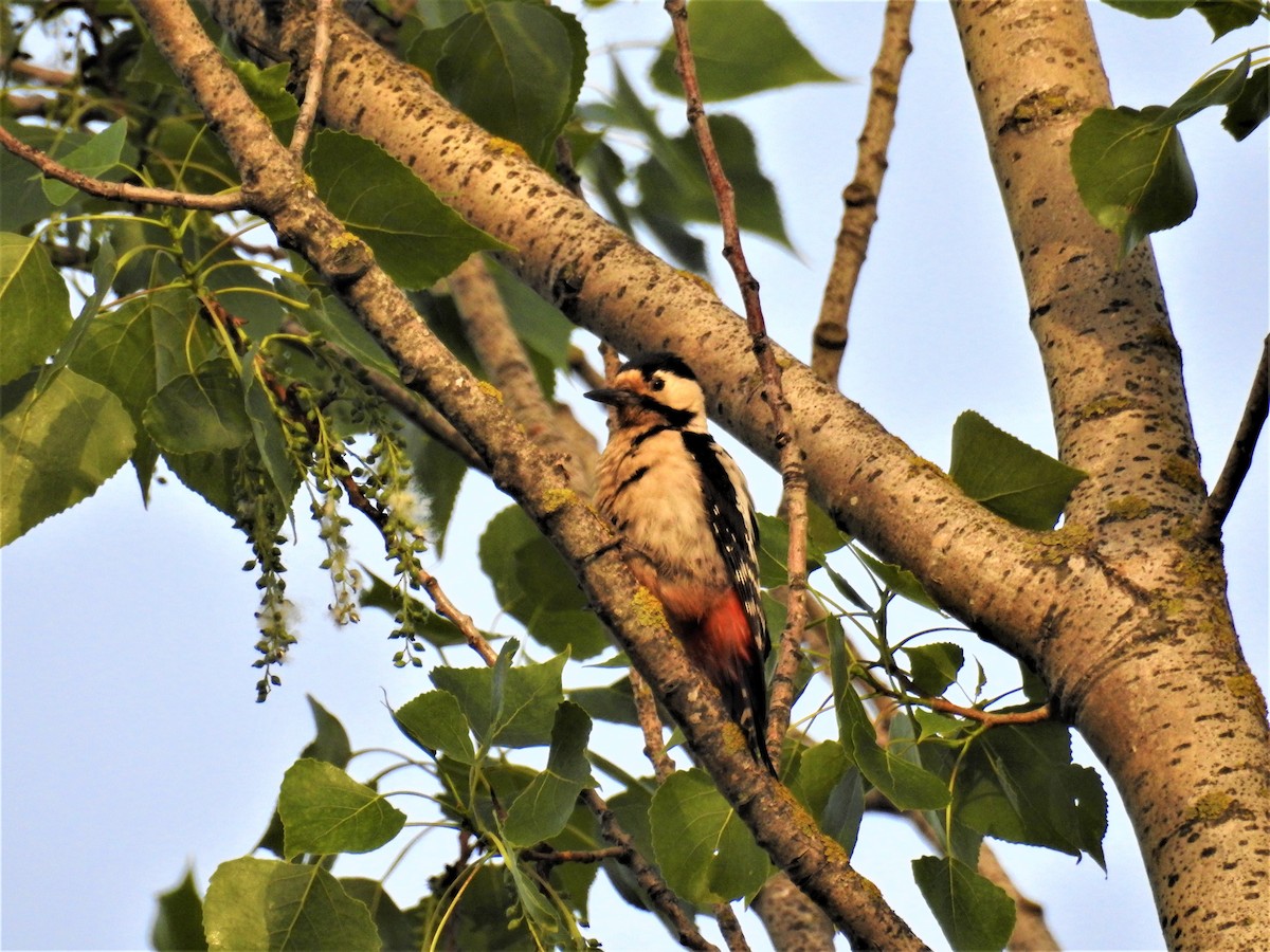 Syrian Woodpecker - Güneş Deniz Yıldırım