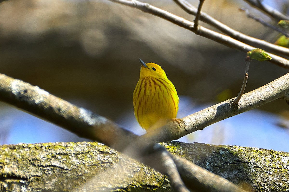 Yellow Warbler - Pam Linge