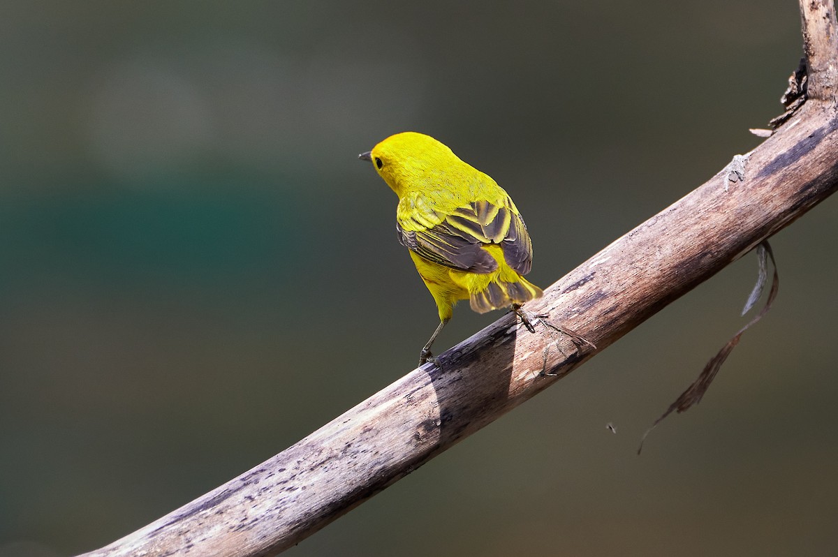 Yellow Warbler - Pam Linge