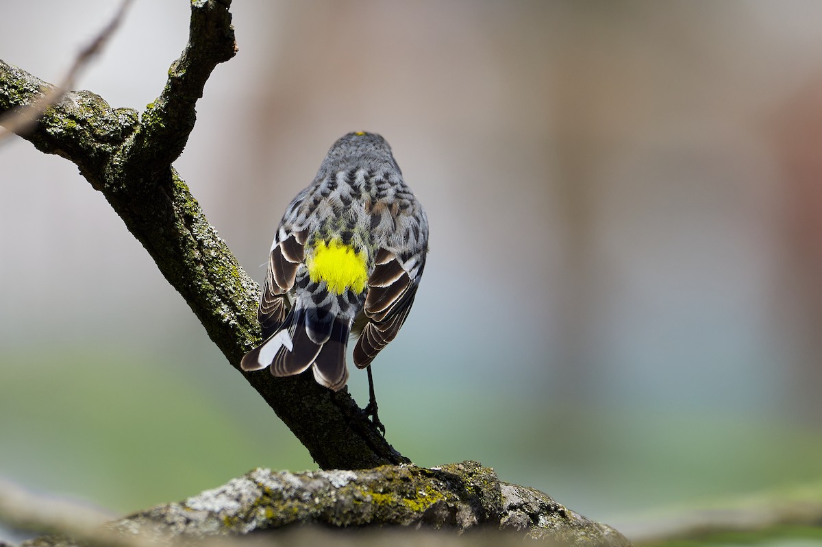 Yellow-rumped Warbler - Pam Linge