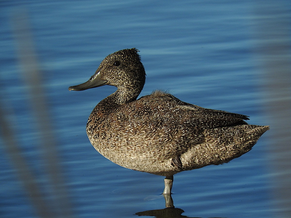 Freckled Duck - ML234832361