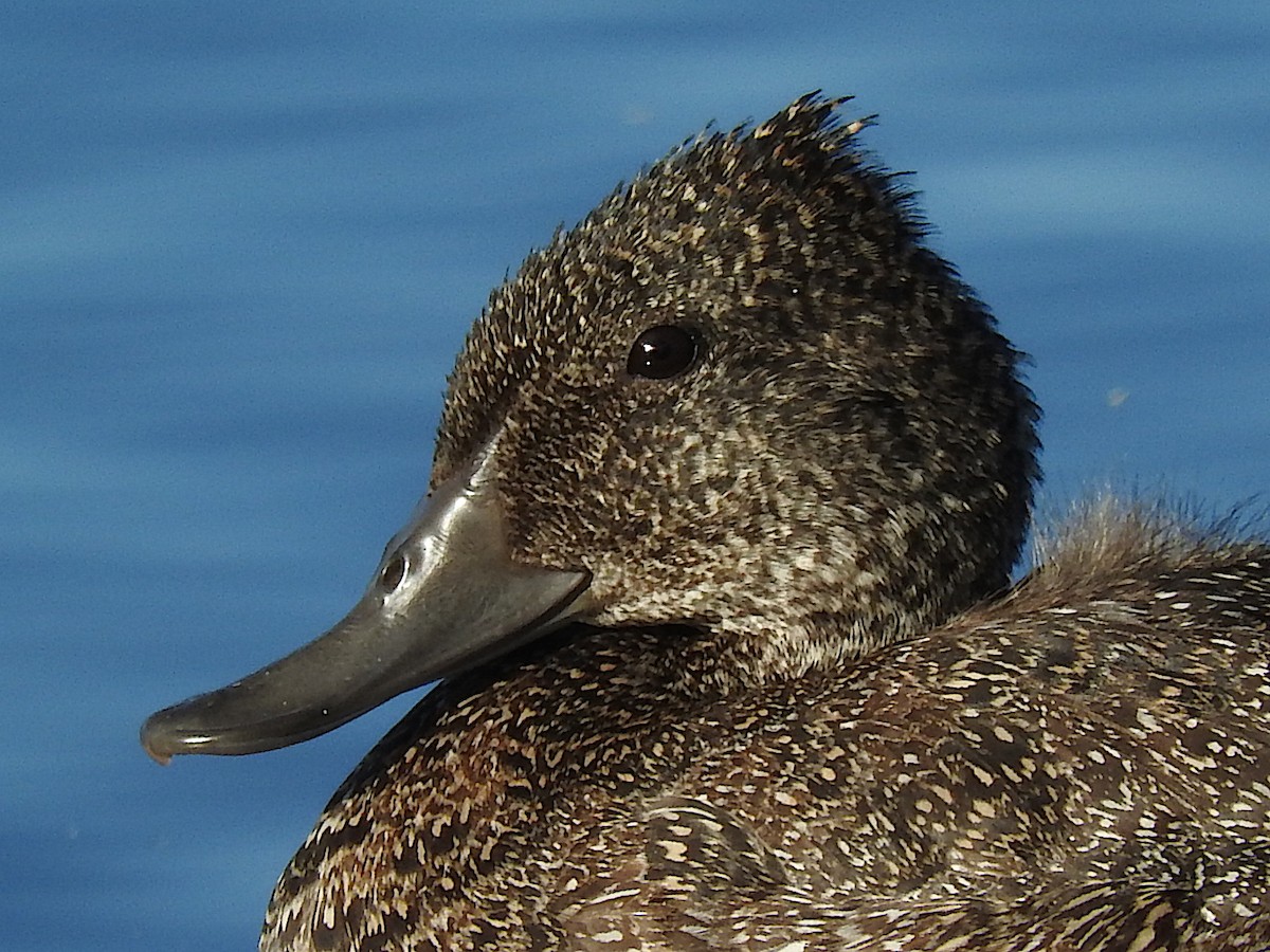 Freckled Duck - ML234832611