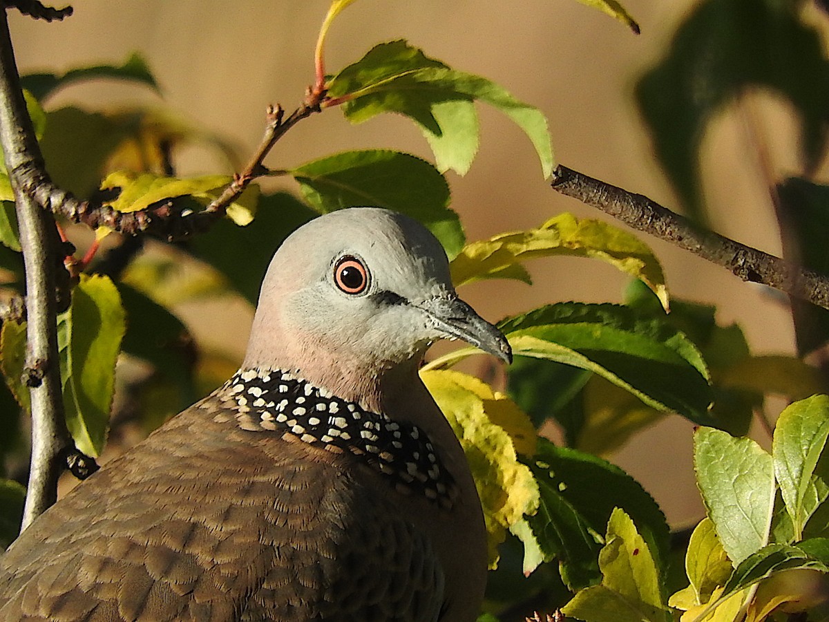 Spotted Dove - ML234832941