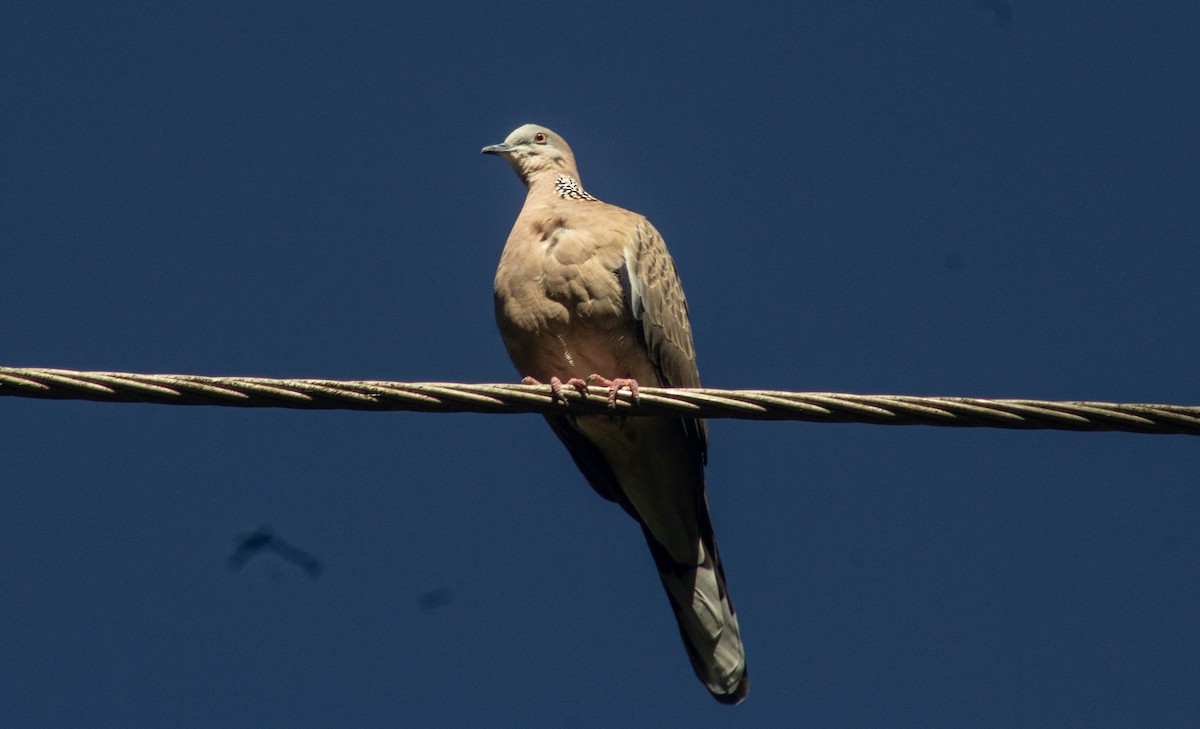 Spotted Dove - ML234835201