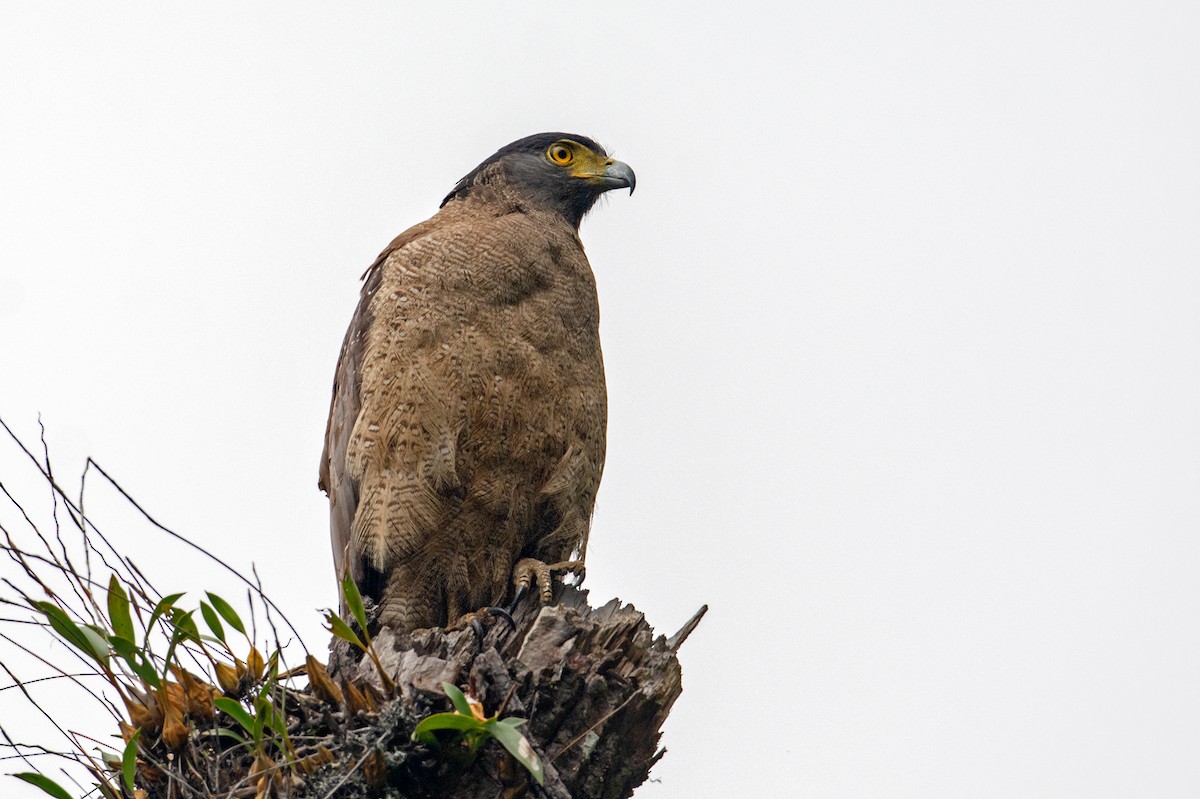 Crested Serpent-Eagle - ML234838161