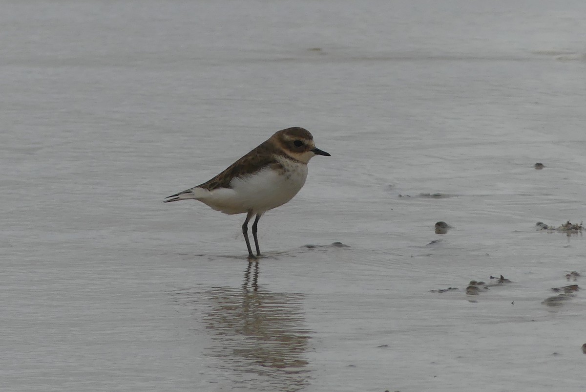 Double-banded Plover - ML234843061