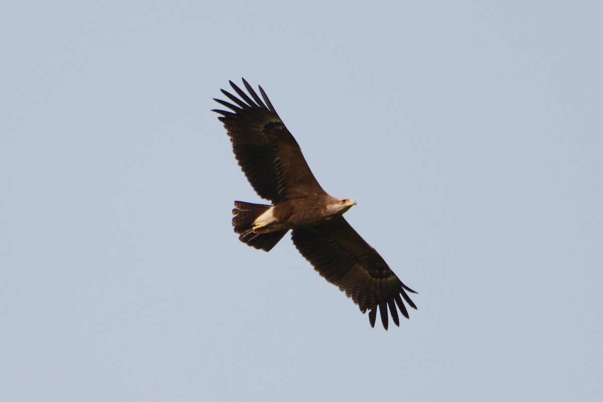 Lesser Spotted Eagle - ML234847451