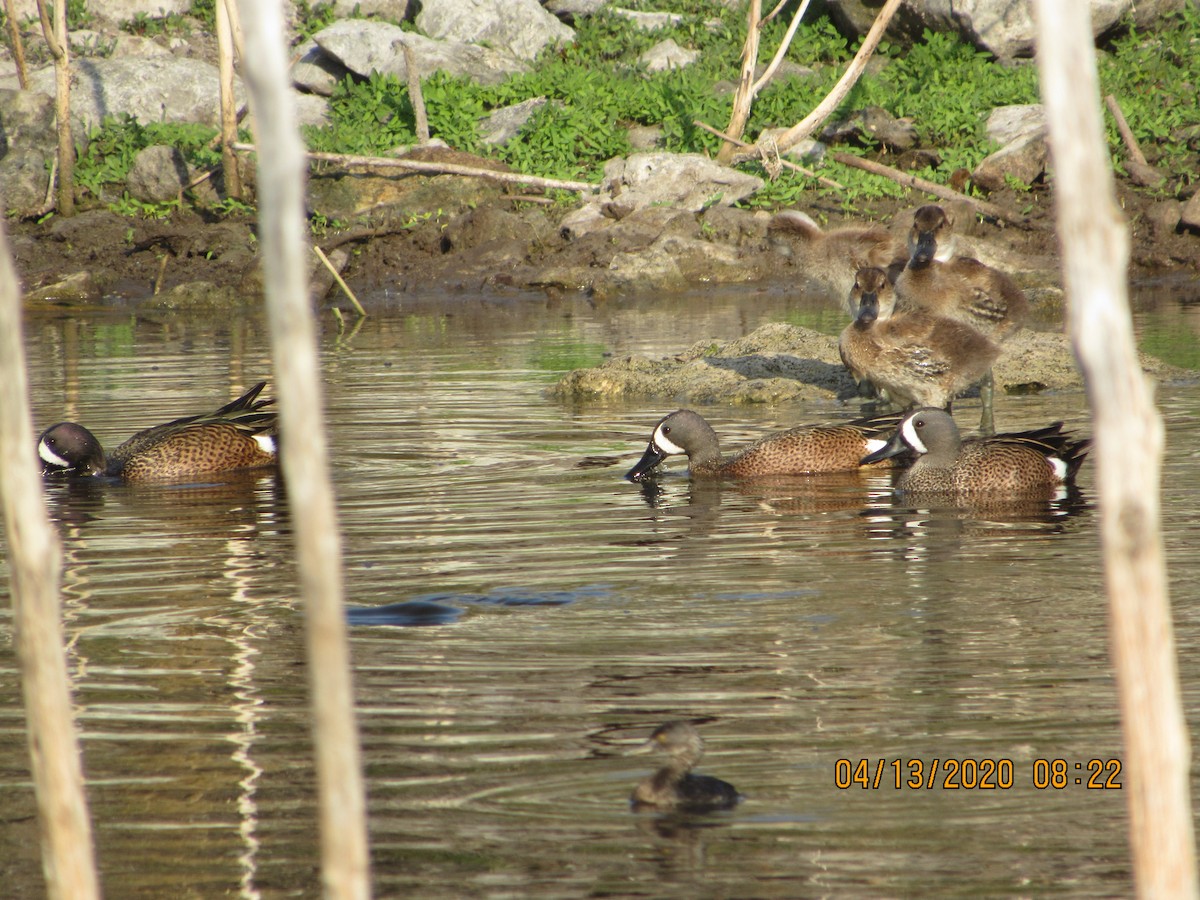 Blue-winged Teal - ML234850831