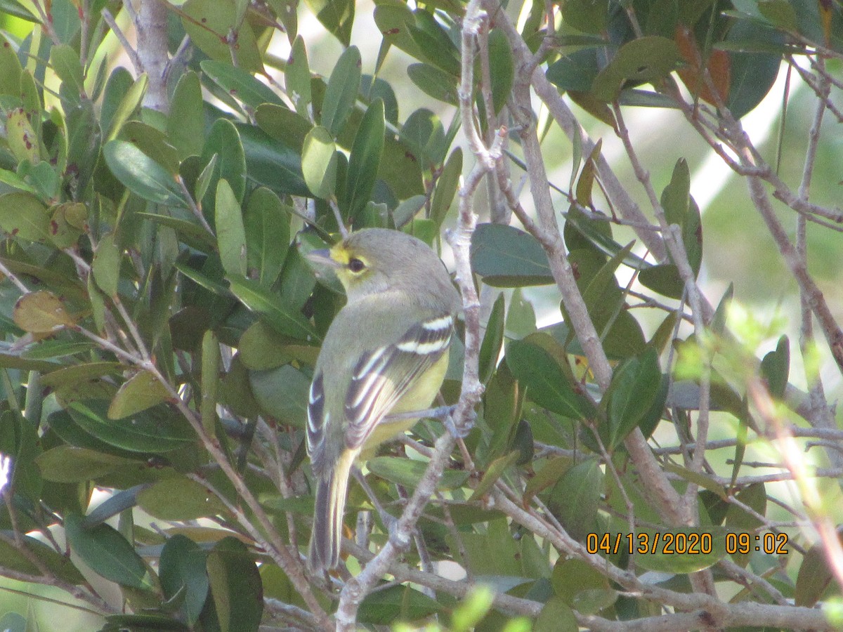 Thick-billed Vireo - ML234852171
