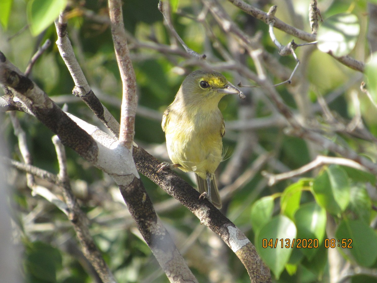 Thick-billed Vireo - ML234852561