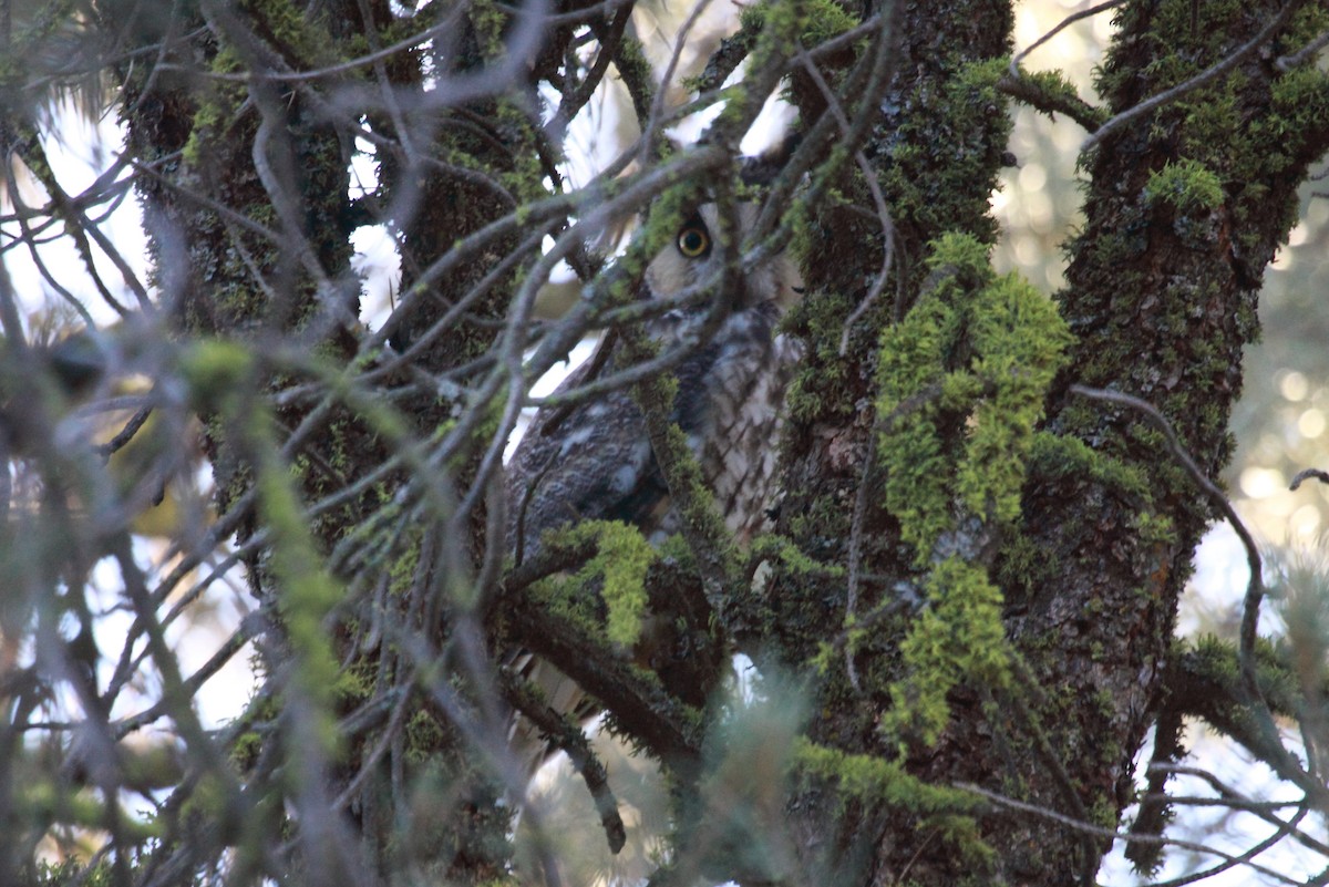 Long-eared Owl - Richard Fuller