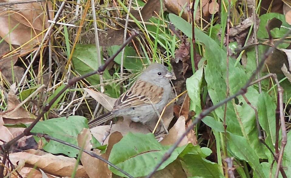 Black-chinned Sparrow - Stanton Hunter