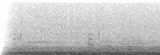 svartkronestylteløper (knudseni) - ML234860