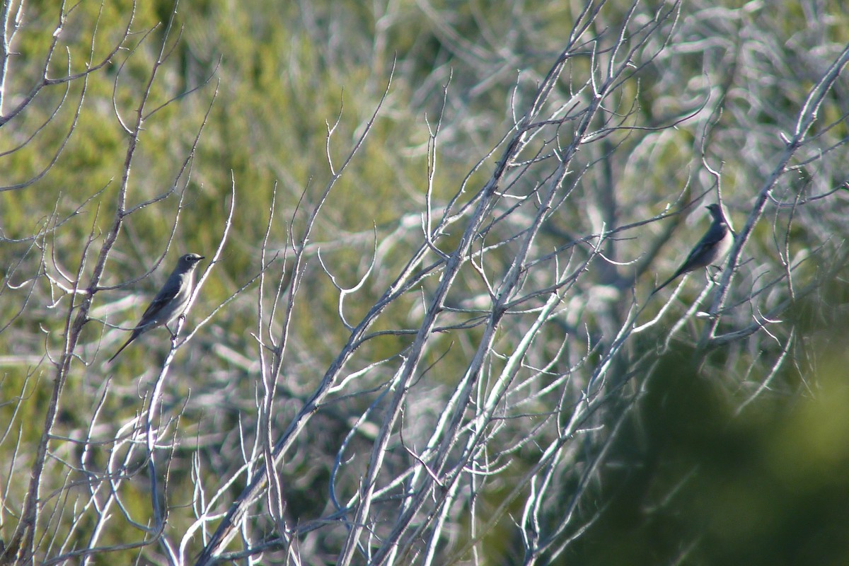 Townsend's Solitaire - ML23486041