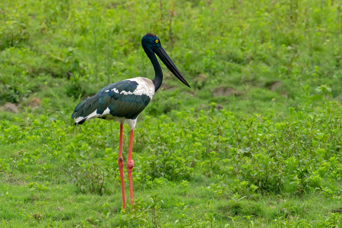 Black-necked Stork - Aseem Kothiala