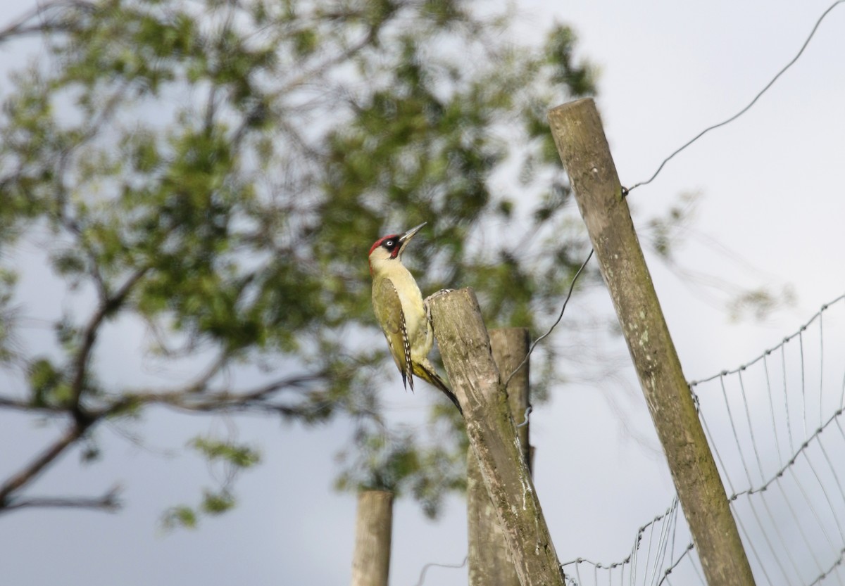 Eurasian Green Woodpecker (Eurasian) - Daniel Branch