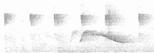 Белоухая сибия - ML234863341