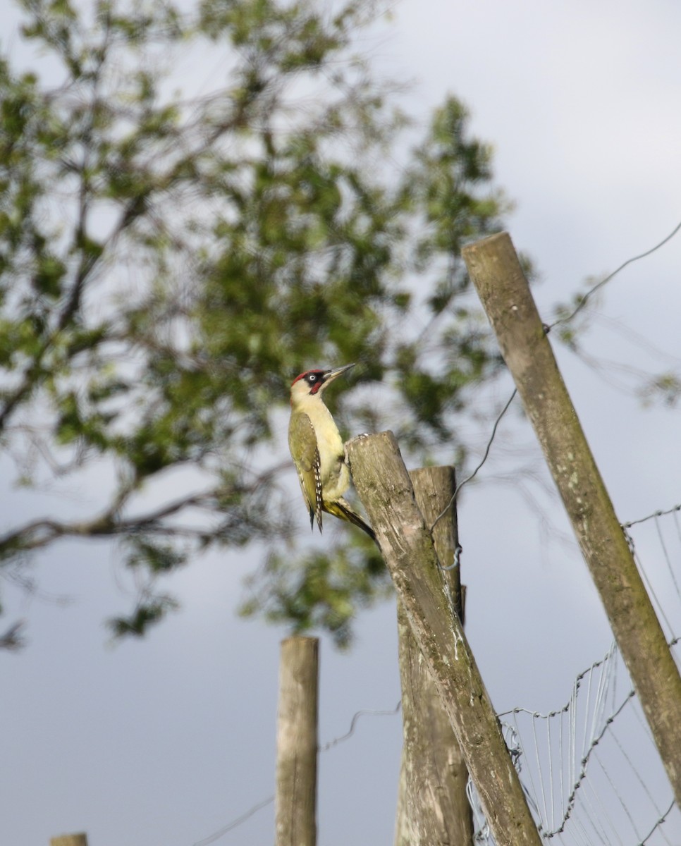 Eurasian Green Woodpecker (Eurasian) - ML234863361