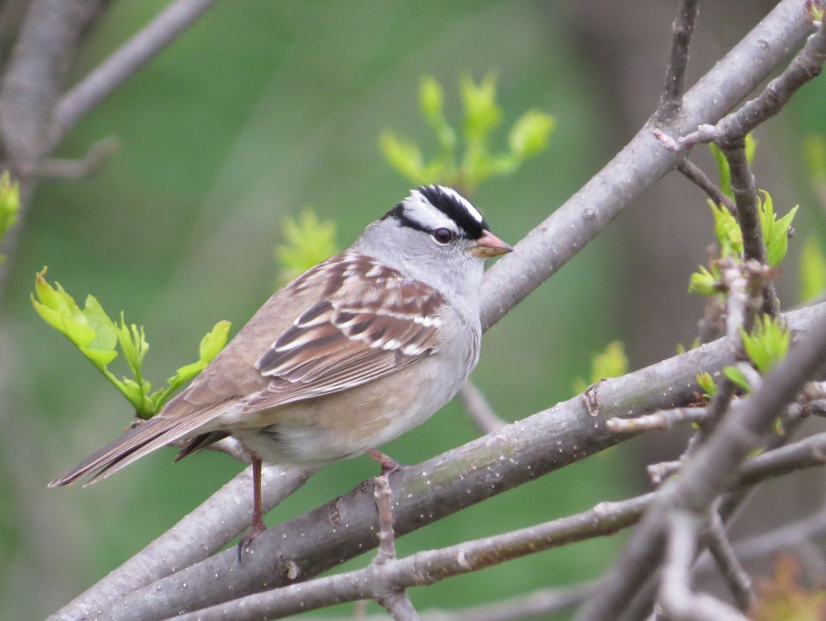White-crowned Sparrow - Chris Anderson