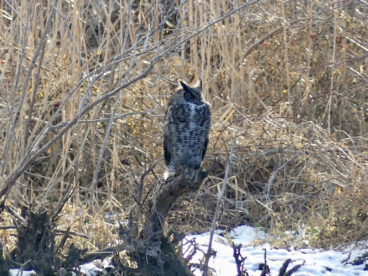 Great Horned Owl - ML234871151