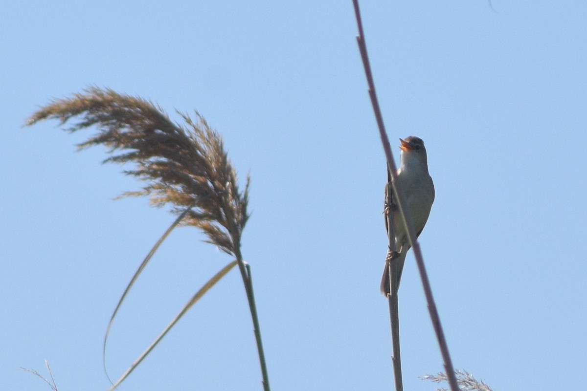 Common Reed Warbler - Lorenzo Cocco