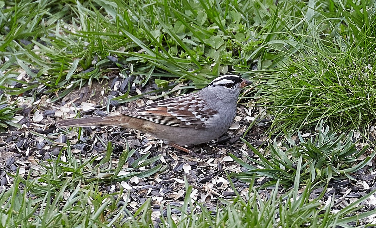 White-crowned Sparrow - ML234876981