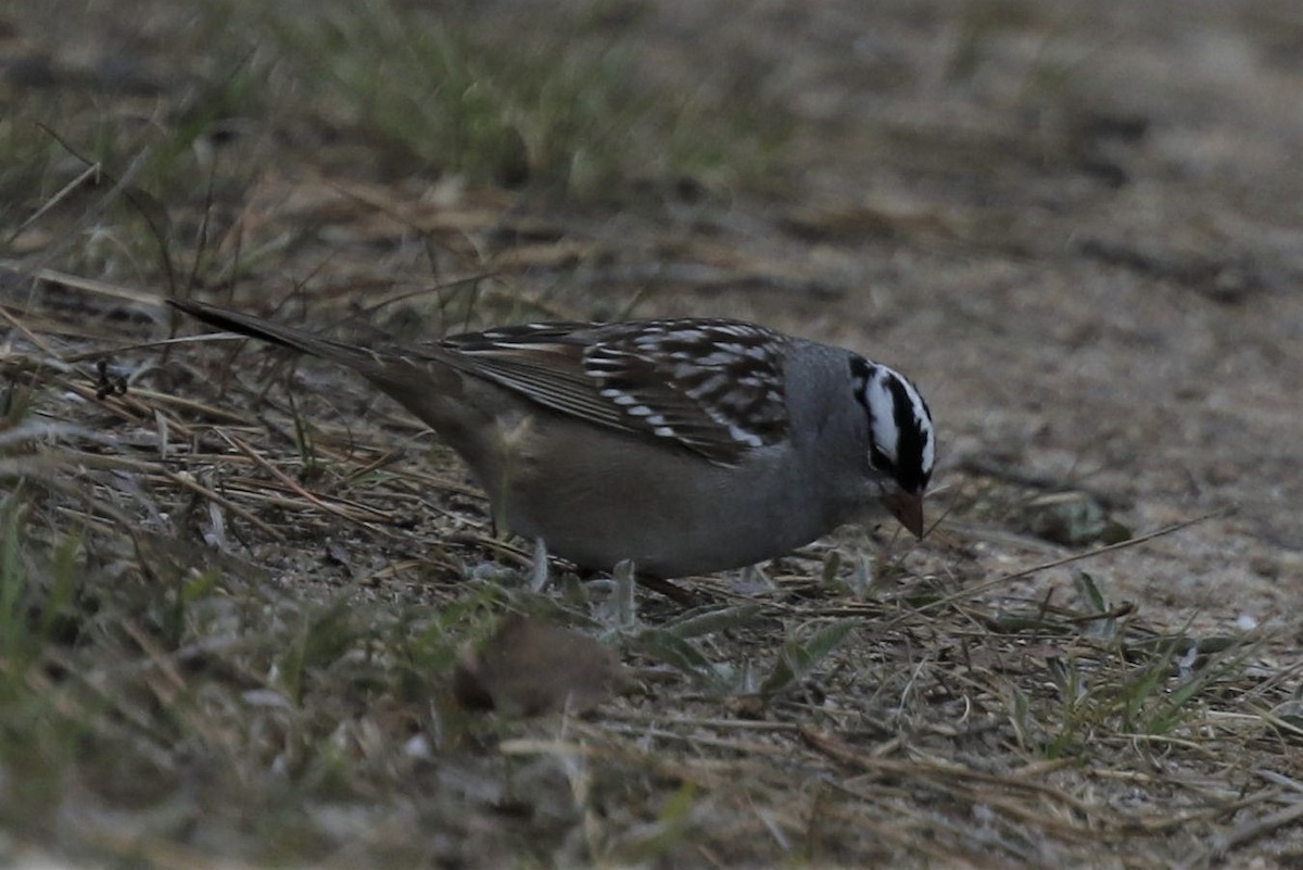 White-crowned Sparrow - ML234880191