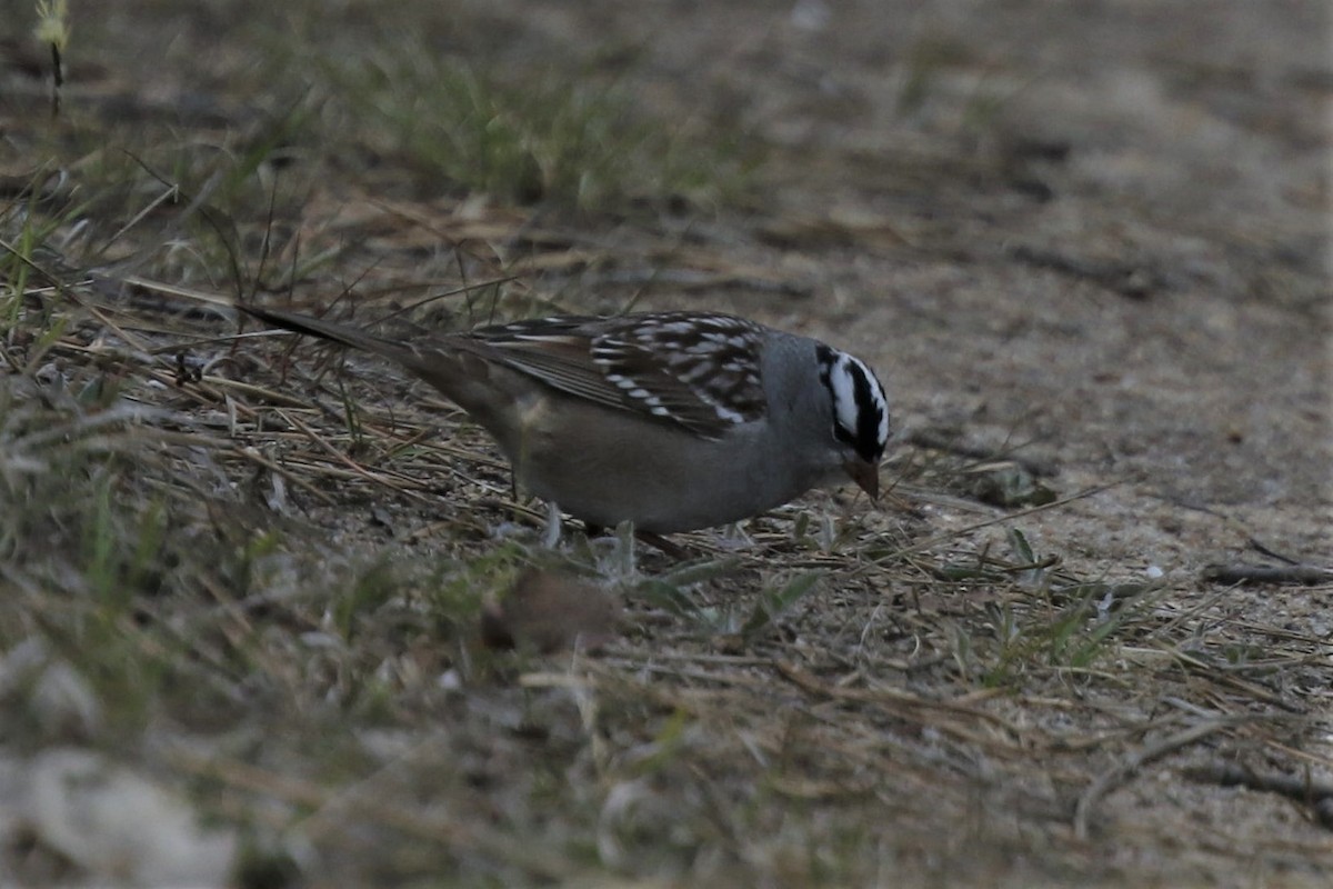 White-crowned Sparrow - ML234880201