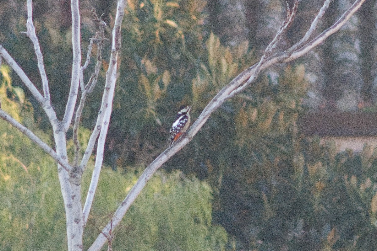 Great Spotted Woodpecker - Lorenzo Cocco