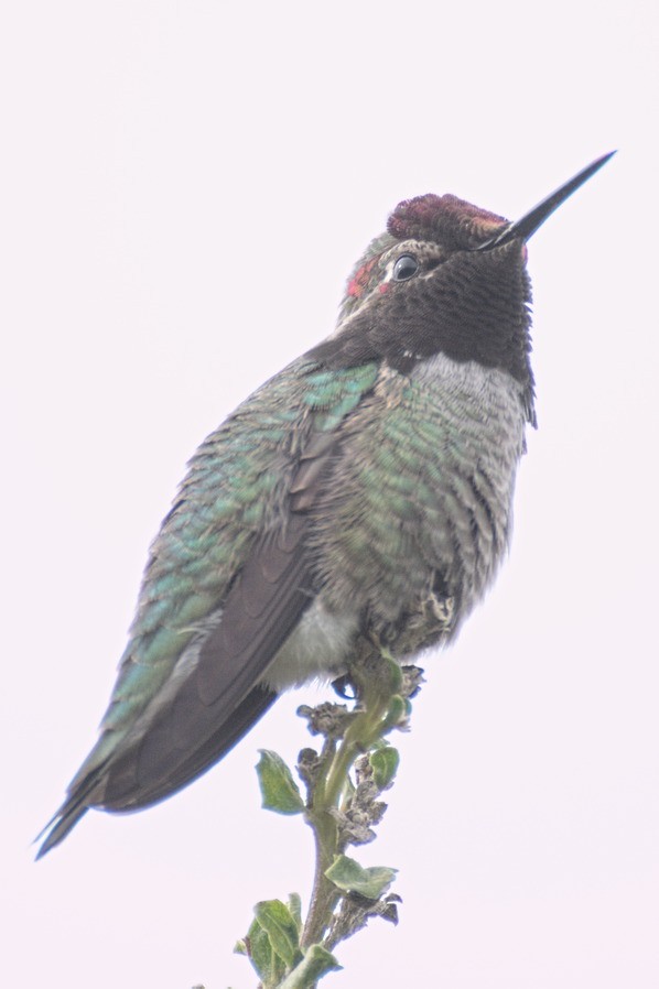Anna's Hummingbird - ML23488831
